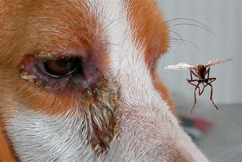 Leishmaniosis Canina Enfermedad Del Mosquito Bull Terrier Club