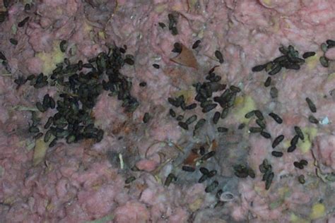 Rats Leave Droppings Poop In The Attic