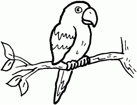 Parrot Outline Coloring Home