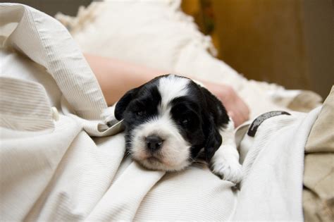 Sleepy Puppy Free Photo Download Freeimages