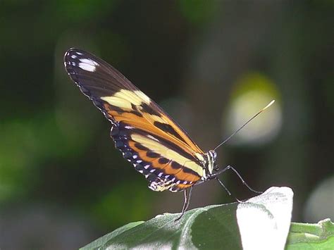 Heliconius Ethilla Narcaea Ethilia Longwing Ventral 1401 Flickr