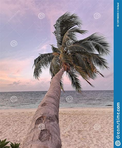 Leaning Palm Tree At Sunset Raa Atoll Island Maldives Stock Image