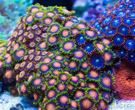 Most Colorful Corals The Bright Colors Exhibited By Most Species Of