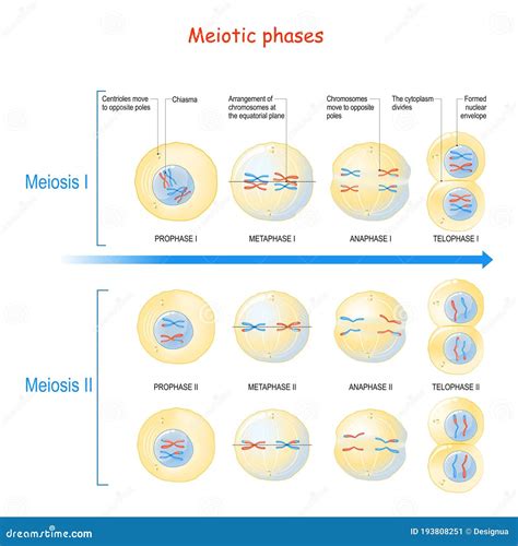 Meiosis Proceso De División De Celdas Ilustración Del Vector