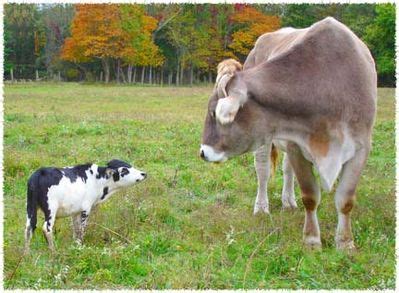 Animal therapy workers and petting zoo managers love miniature cows. Miniature Cows | Fuzzy Today