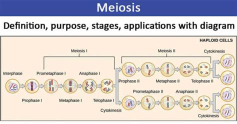 Perbedaan Pembelahan Mitosis Dan Meiosis Tabel