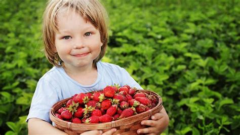 Best Strawberry Picking Ny Spots For Kids And Families Day Trips From