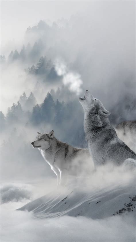 Snow Wolf Wallpapers Top Những Hình Ảnh Đẹp