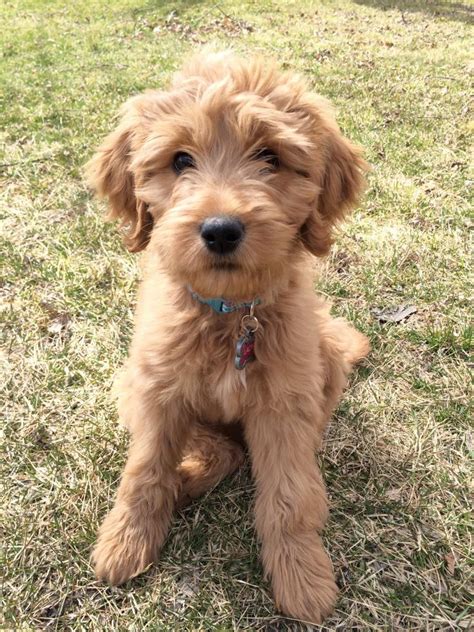 Want to adopt a goldendoodle puppy? Goldendoodle Puppies For Sale | Flint, MI #76899 | Petzlover