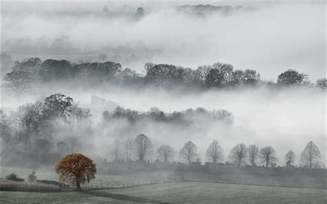 Foggy Hills With Trees Wallpaper Nature And Landscape Wallpaper Better
