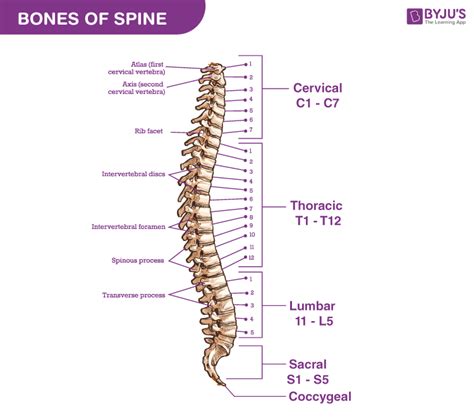 Bones Of Spine Anatomy Of Vertebral Column