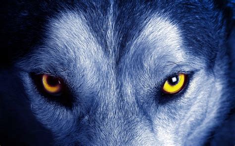 Blue Wolf Eyes Wallpapers Hd Wallpaper Cave