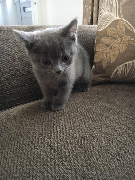 Grey Kittens In Newcastle Tyne And Wear Gumtree