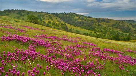 Download Wallpaper 3840x2160 Flowers Meadow Grass Hills With