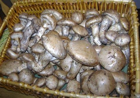 Northern Michigan Matsutakes Edible Mushrooms Wild