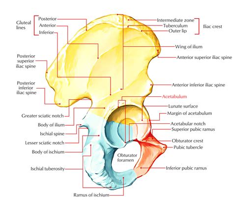 💐 Superior Most Margin Of The Coxal Bone What Is The Superior Margin