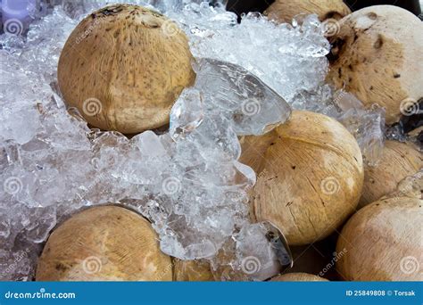 Coconut On Ice Stock Photo Image Of Green Exotic Isolated 25849808