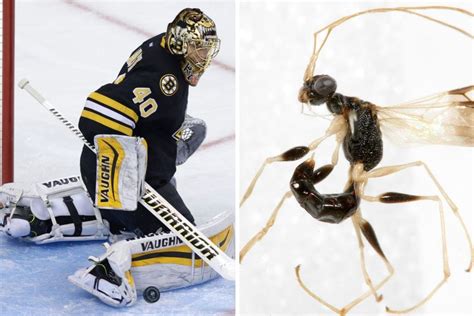 Wasp Species Named In Honor Of Bruins Tuukka Rask The Boston Globe