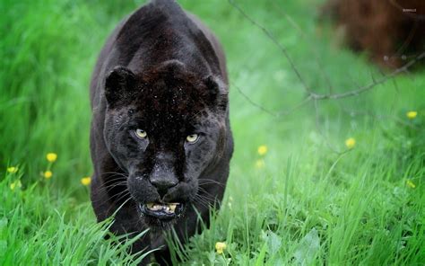 Black Panther Animal Wallpapers Wallpaper Cave