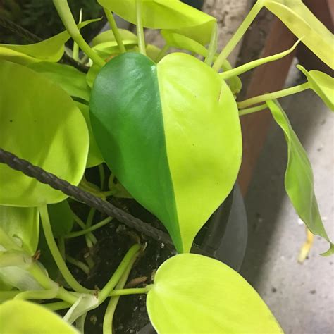 Malic acid is most recognizable as the sour flavor from tart apples and rhubarb. Philodendron Lemon Lime going halvesies. Is the Lemon Lime ...