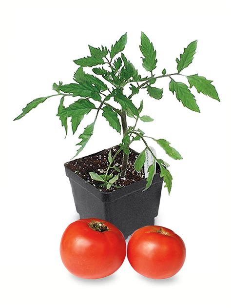 Super Bush Tomato Plant Buy From Gardeners Supply