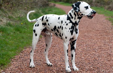 Dalmatian Temperament Lifespan Shedding Puppy