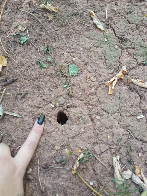 These Quarter Sized Holes Keep Showing Up In My Yard In Northeast