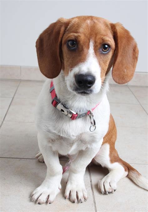 Animals for adoption are placed with the adopters with full consideration given to the specific needs of each animal. Doxle dog for Adoption in Eden Prairie, MN. ADN-535997 on ...