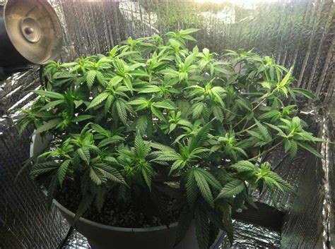 Practice these drills up high and learn! CFL Dresser Microgrow in Pictures - Clone to Harvest - 2 ...