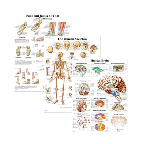 Buy Wall Muscular System3 Muscular And Skeletal System Anatomical Set