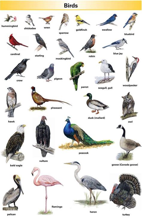 Image Result For Birds With Names English Vocabulary Learn English