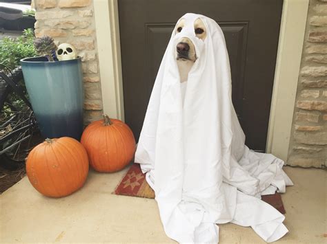 Halloween Couples Costume With Your Dog Ghosts