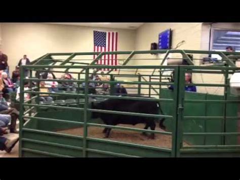 Livestock Auction 