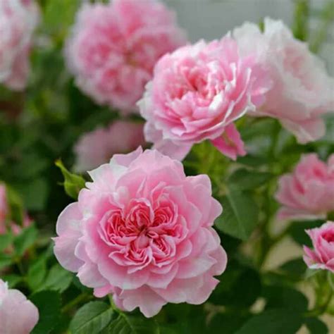 Learn to water vegetable garden the right way. How often to water vegetable garden in summer for ...