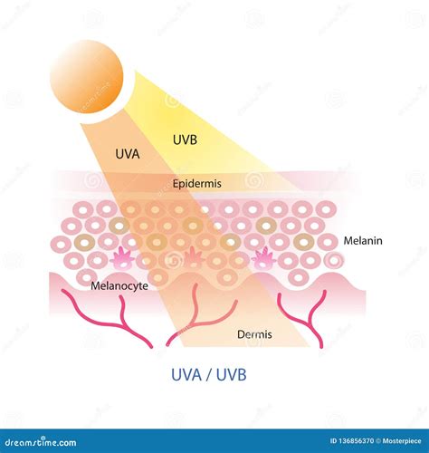 Uva And Uvb On Skin Layer Stock Illustration Illustration Of