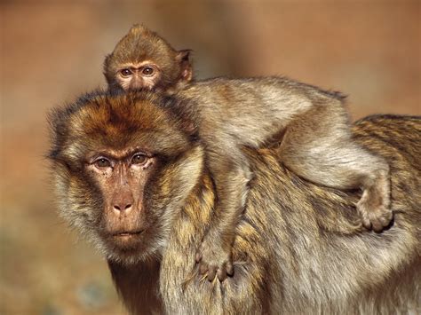 Funny Baboon Pictures For Desktop Funny Animal