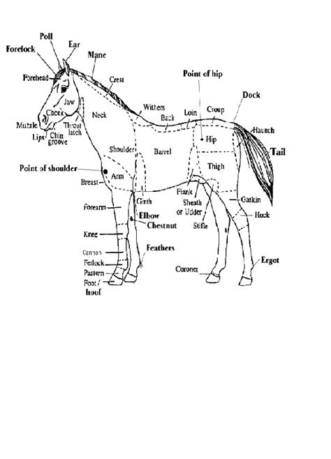 Knowledge About Horse Anatomy Health Feeding And Care Is An Important