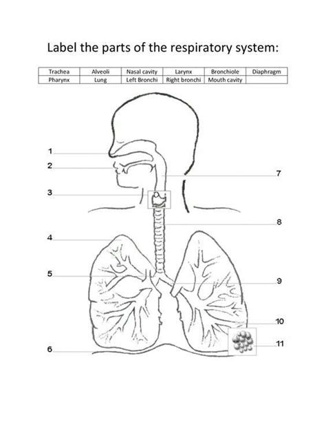 Respiratory System Diagram Unlabeled