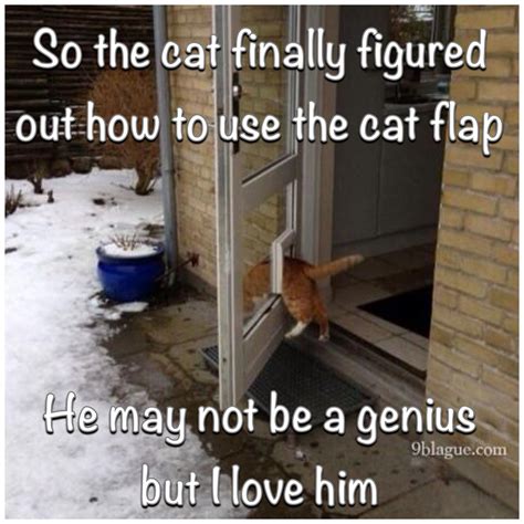 The Joys Of Getting Your Cat To Use A Cat Flap Funny Animal Pictures