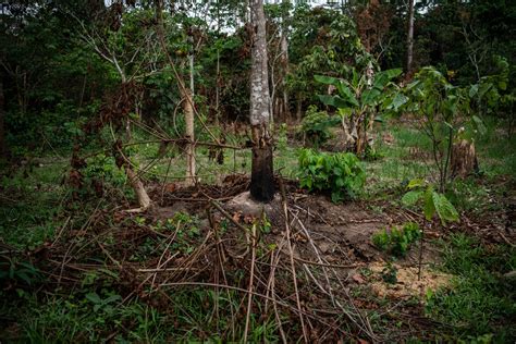 Mars Inc Vowed To Stop Deforestation In West Africa It Failed