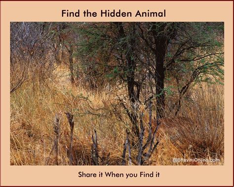 Sometime you may need to refresh the page to see them properly. Picture Riddle: Find the Animal Hidden in The Forest ...