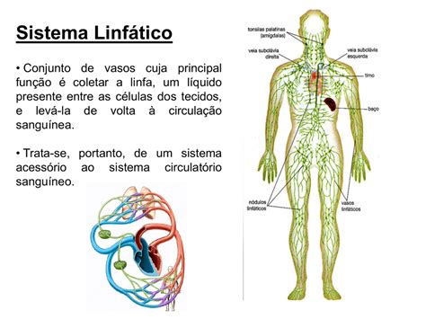 Doenças Do Sistema Linfatico