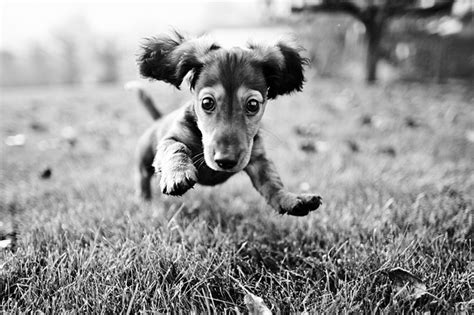 Excited Puppies Cute Puppies Animals
