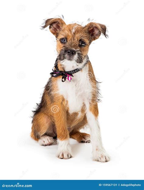 Cute Scruffy Tri Color Puppy Sitting On White Stock Image Image Of