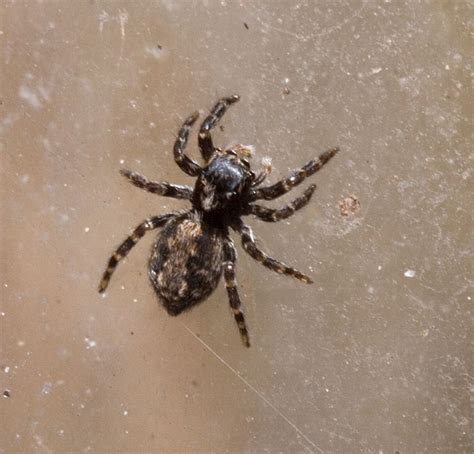 Lucas the spider spider species jumping spider macro photography levitation photography winter photography abstract photography a bug's life insect art. Zebra Spider | Cornwall Guide