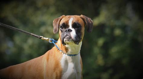 Are Boxer Dogs Good With Kids