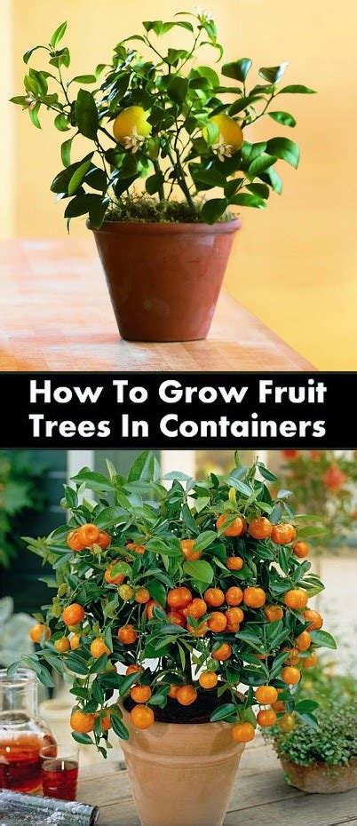 How To Grow Fruit Trees In Containers Containergardening