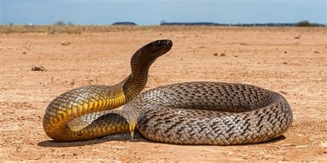 As 10 Cobras Mais Venenosas Do Mundo