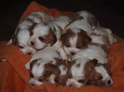 Daily activity and exercise for your cavoodle. APRI Cavalier King Charles Spaniel puppies looking for new ...