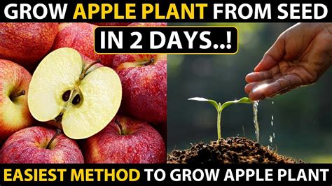 How To Grow Apple Tree From Seed In 2 Days How To Grow Apple Plant